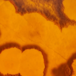 Żółty Onyks Agat - wzór materiału który znajduje zastosowanie do podświetlania elementów z kamienia we wnętrzach